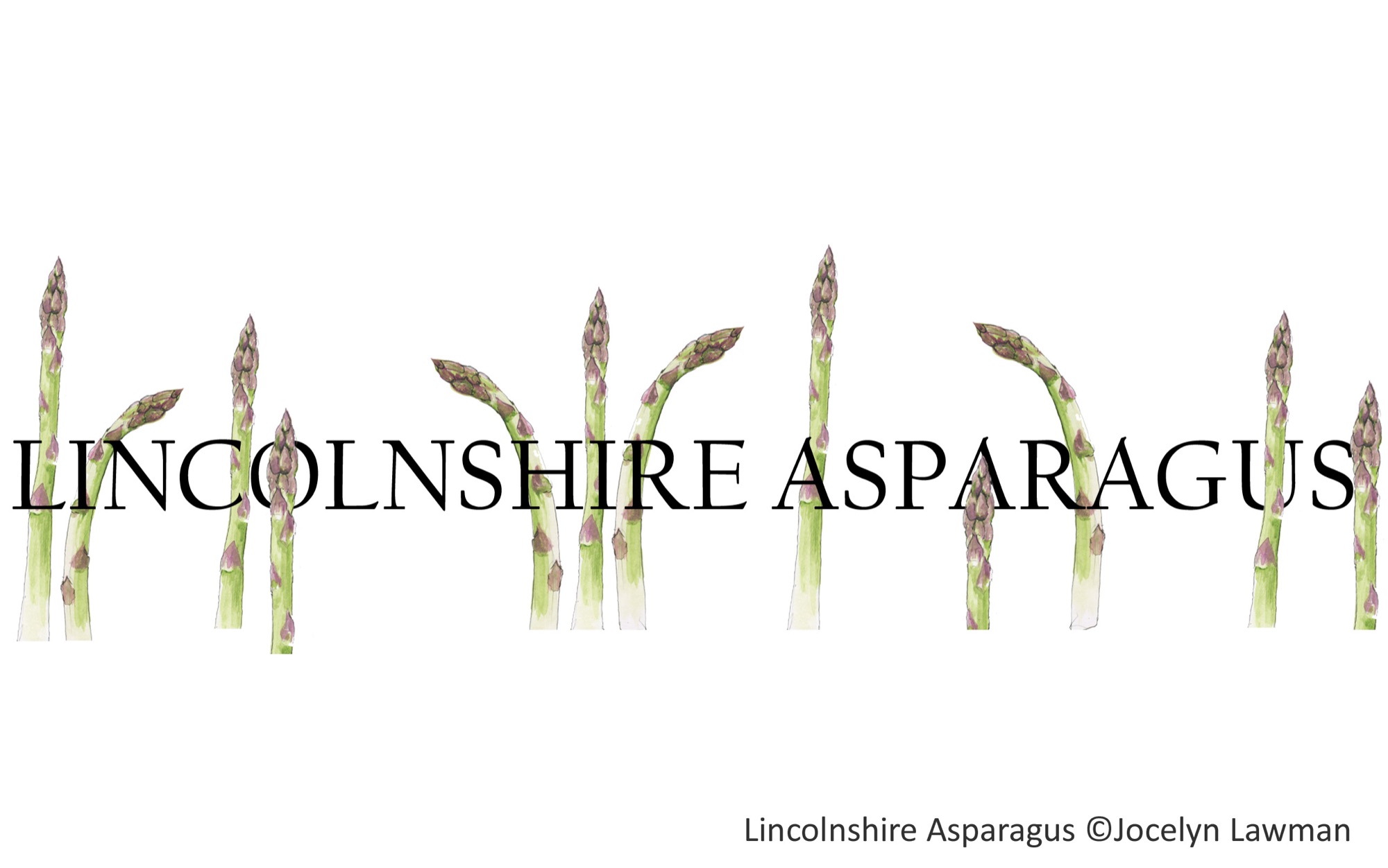 Lincolnshire veg asparagus copy.jpg
