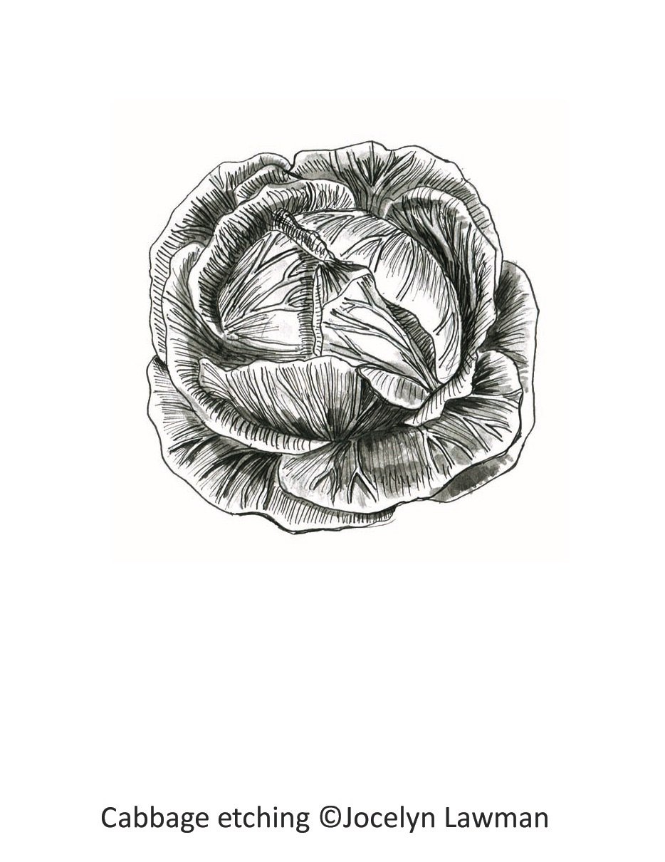 cabbage etching copy.jpg