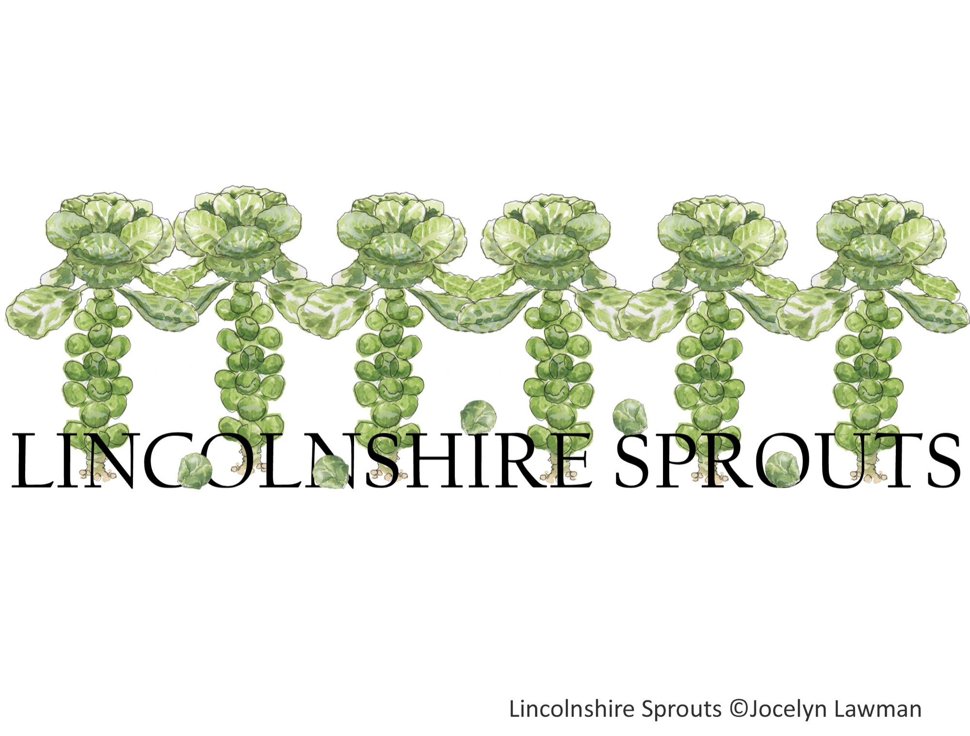 Lincolnshire sprouts copy.jpg