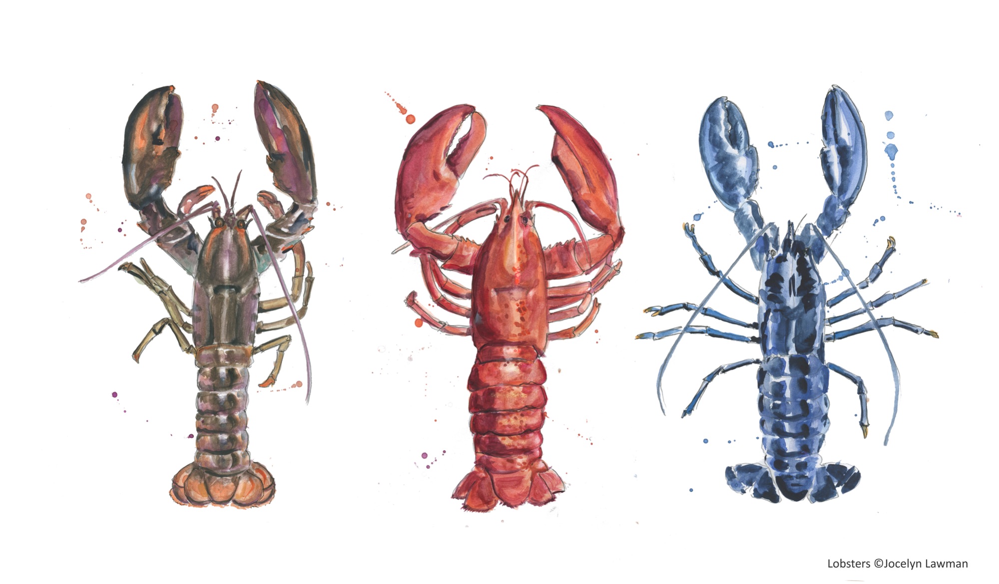 Lobsters copy.jpg