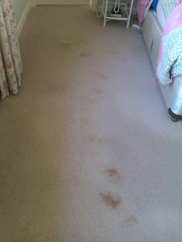 Carpet Cleaning - swanseacarpetcleaning.co.uk