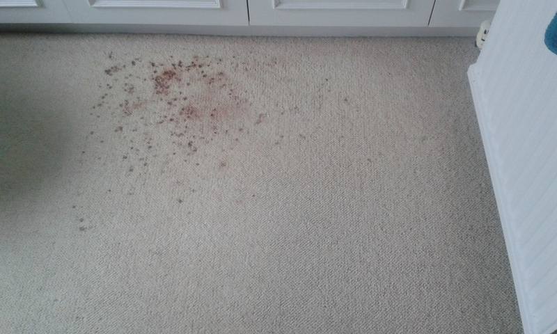 Blood spill - swanseacarpetcleaning/cleaninggalleryswansea.co.uk