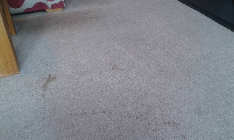 Coffee Stain on Wool Carpet - swanseacarpetcleaning.co.uk