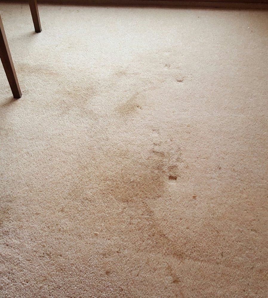 Cleaning Gallery Swansea Carpet Cleaning