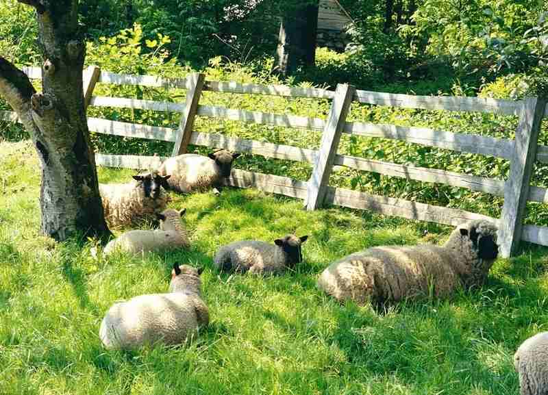 Local Scenery - Sheep