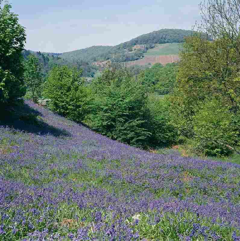 Local Scenery - Bluebells