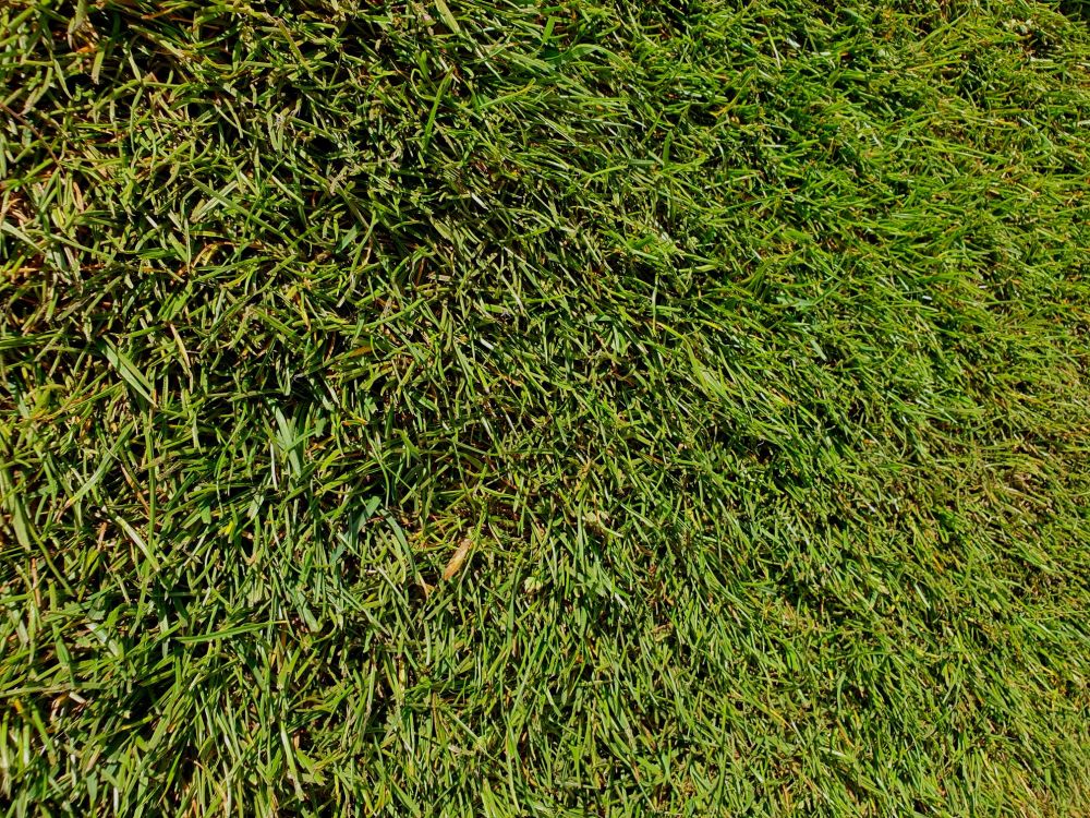 Tudor General Purpose Lawn Turf
