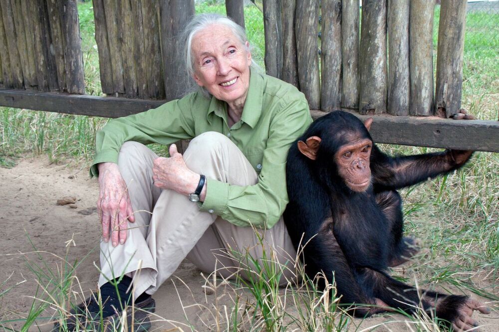 Jane Goodall (II)