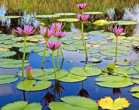 beautiful-water-lily-pond-joe-wyman
