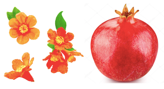 Pomegranate fruit and flowers