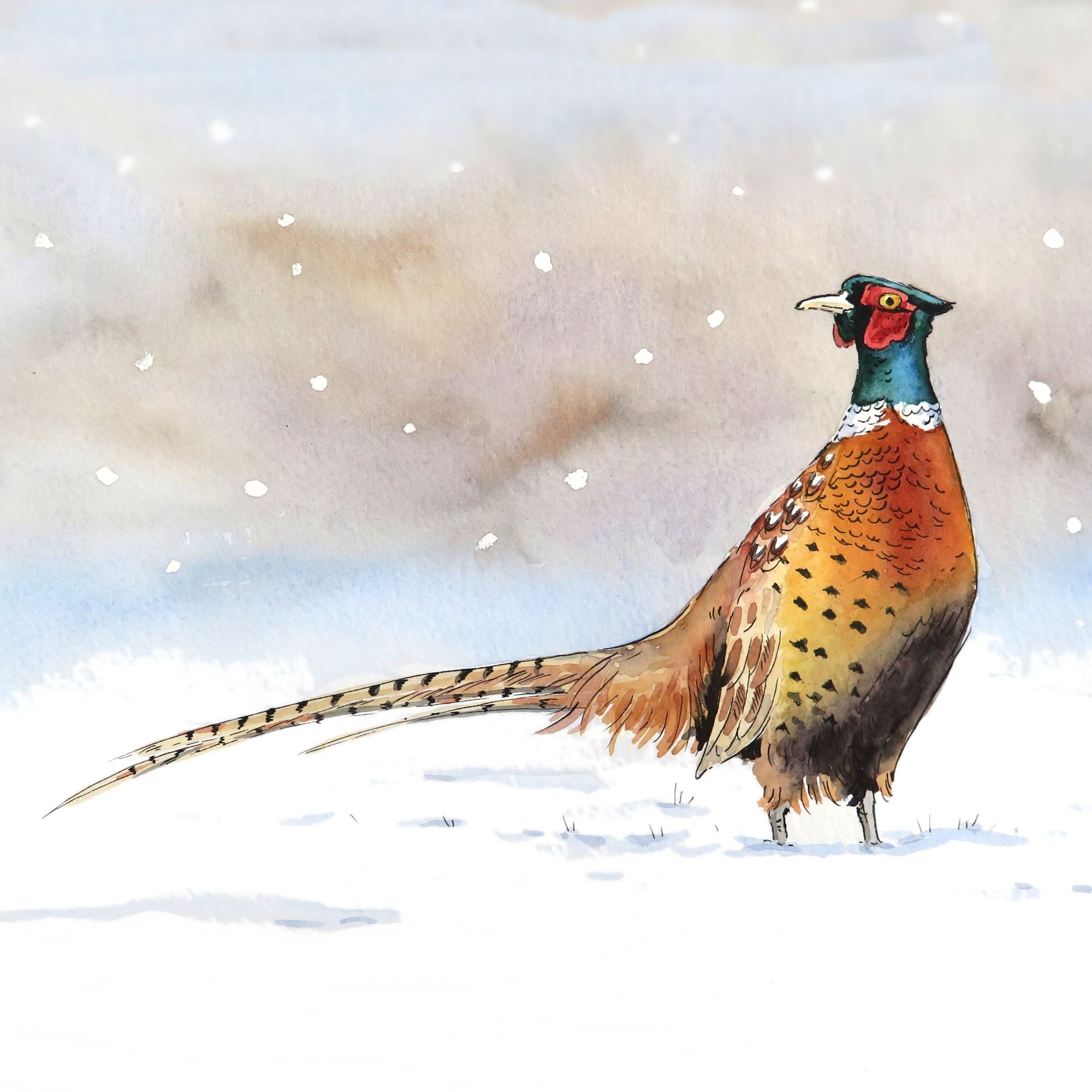 Pheasant to print