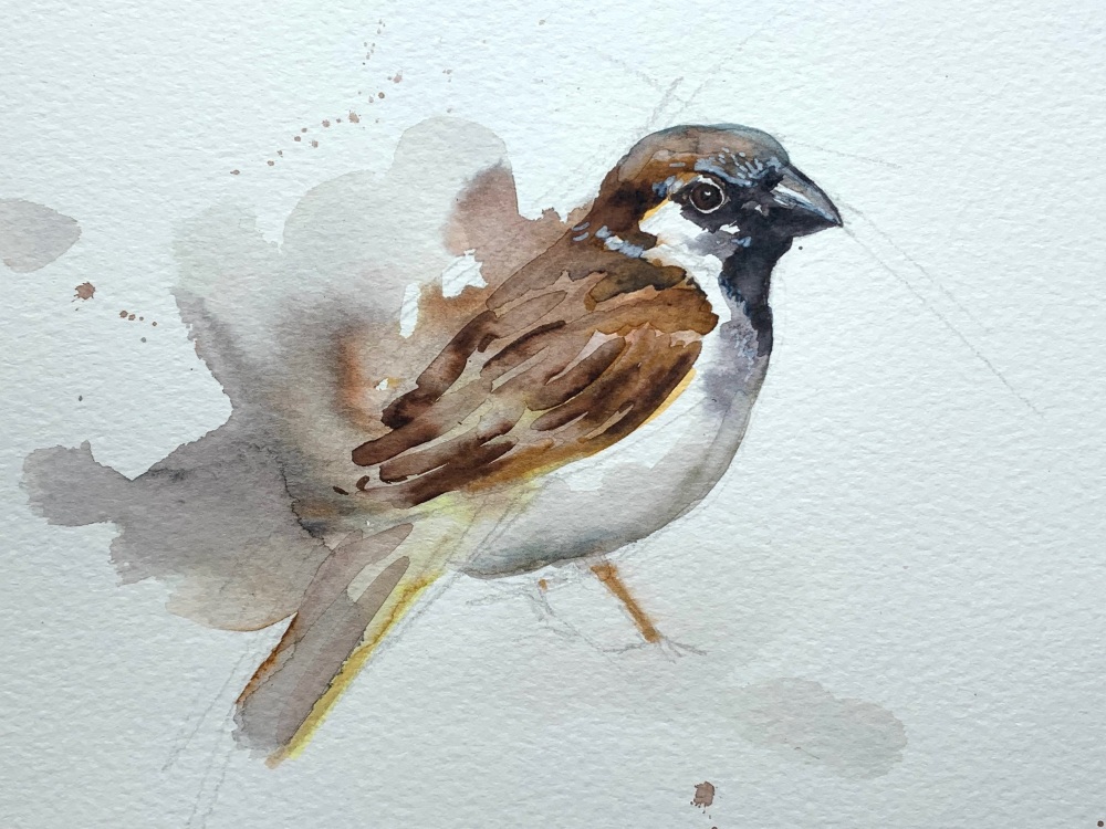 House sparrow original watercolour