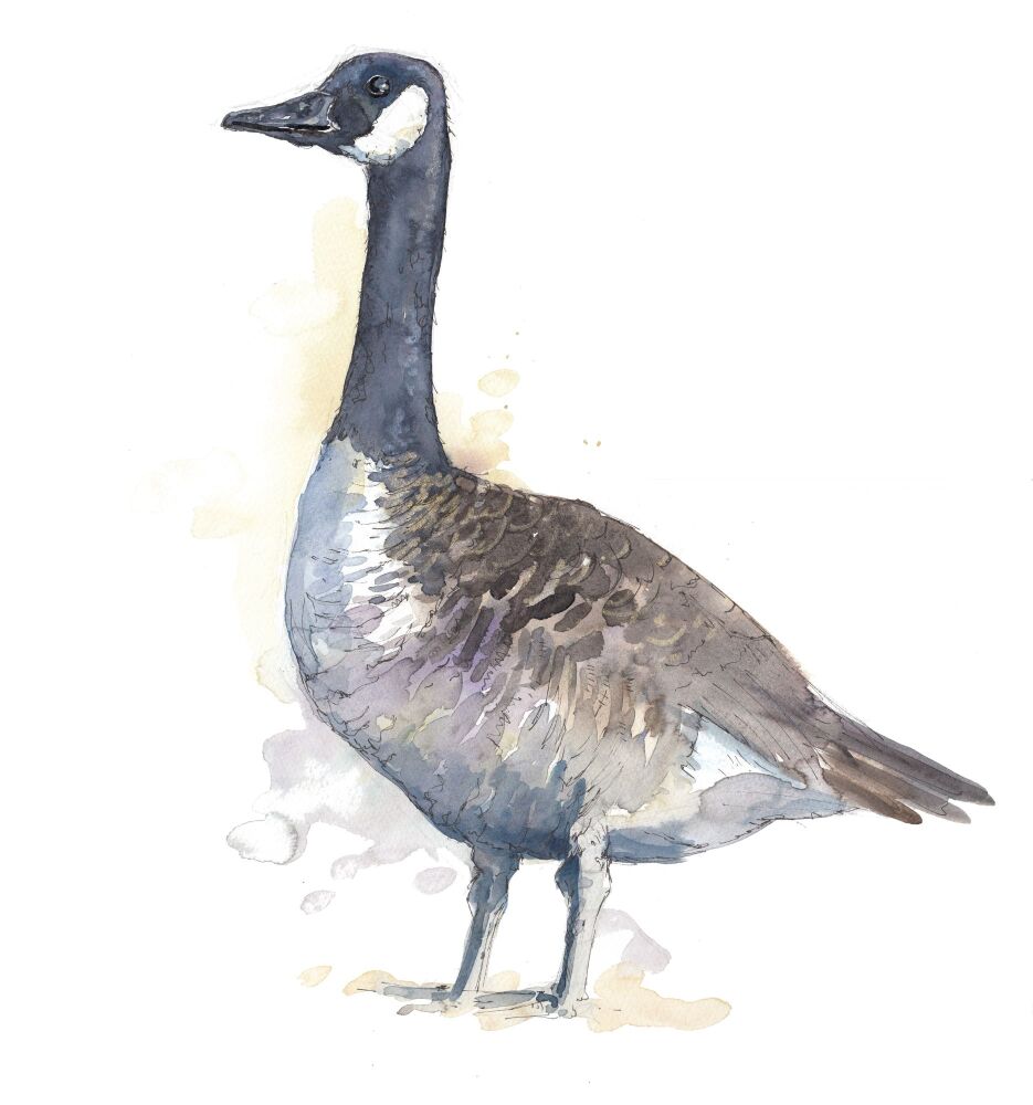 Canada Goose watercolour print