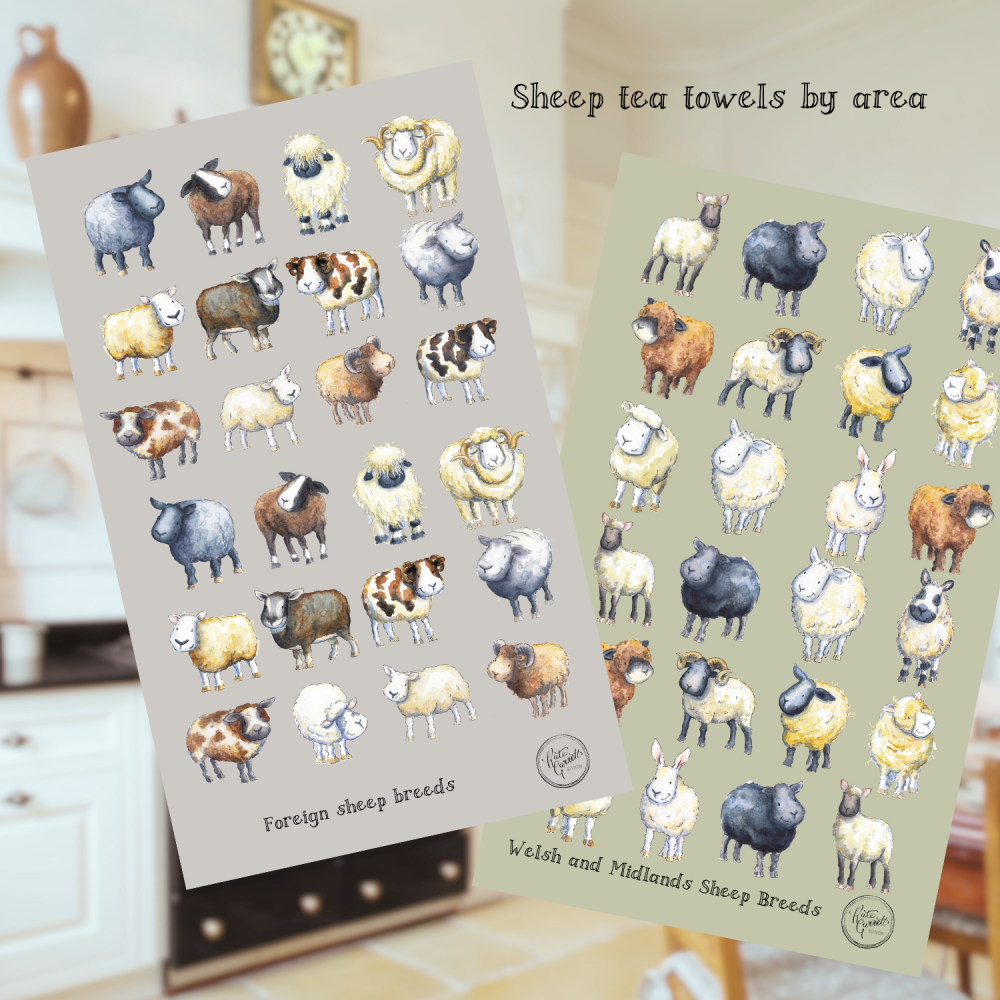 Sheep breeds tea towel by area