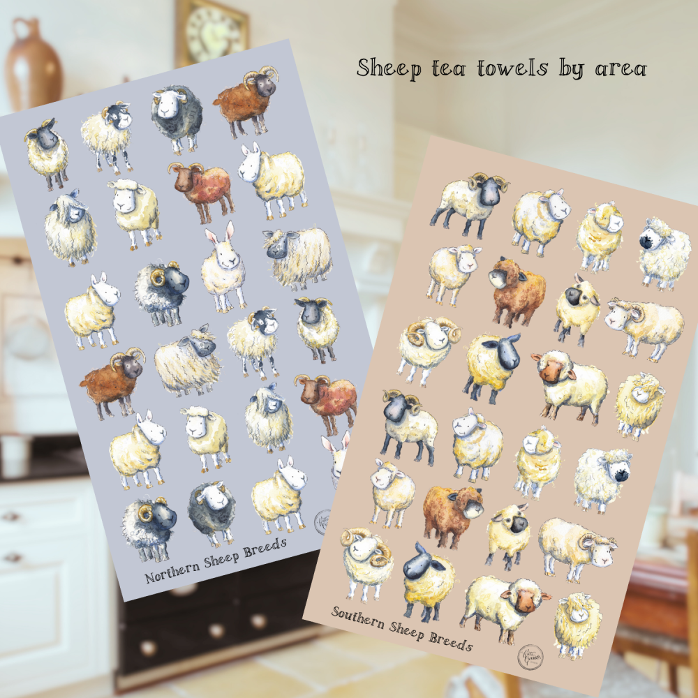 Sheep breeds tea towel by area