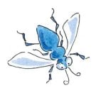 bug fly