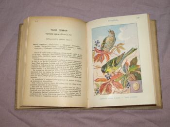 Les Oiseaux De France, The Birds of France Book, A Menegaux, Vol 4. (6)
