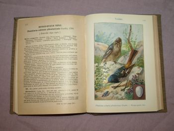 Les Oiseaux De France, The Birds of France Book, A Menegaux, Vol 3. (6)