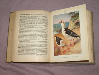 Les Oiseaux De France, The Birds of France Book, A Menegaux, Vol 2. (5)