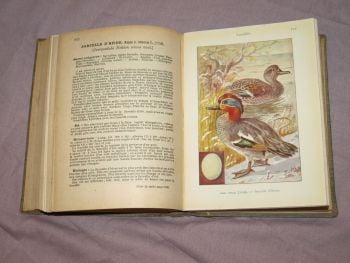 Les Oiseaux De France, The Birds of France Book, A Menegaux, Vol 2. (7)
