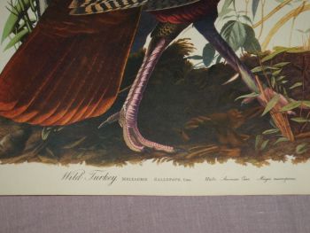 Wild Turkey Bird Print, John Audubon. (2)