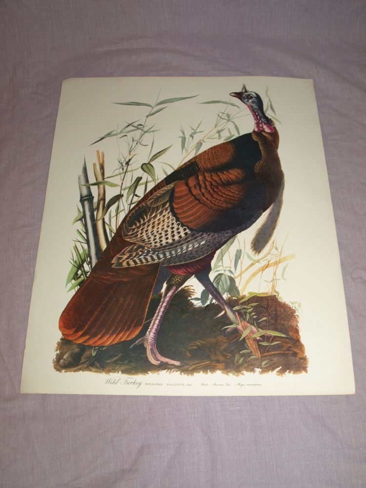 Wild Turkey Bird Print, John Audubon.