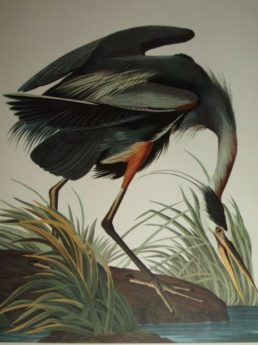 Great Blue Heron Bird Print, John Audubon. (3)