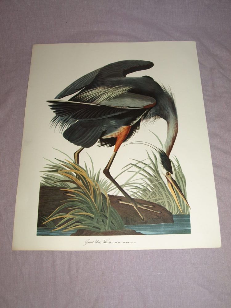 Great Blue Heron Bird Print, John Audubon.