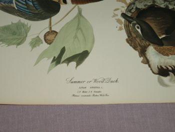 Summer or Wood Duck Bird Print, John Audubon. (2)