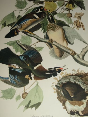 Summer or Wood Duck Bird Print, John Audubon. (3)
