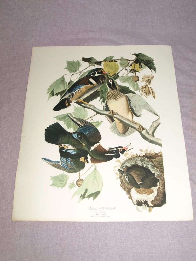 Summer or Wood Duck Bird Print, John Audubon.