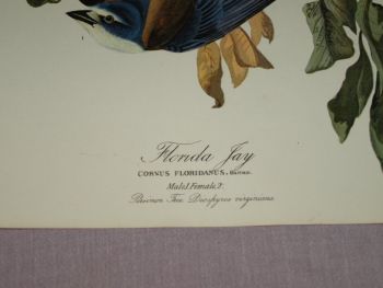 Florida Jay Bird Print, John Audubon. (2)