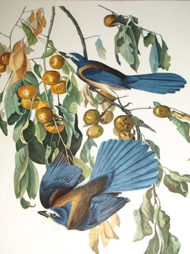 Florida Jay Bird Print, John Audubon. (3)