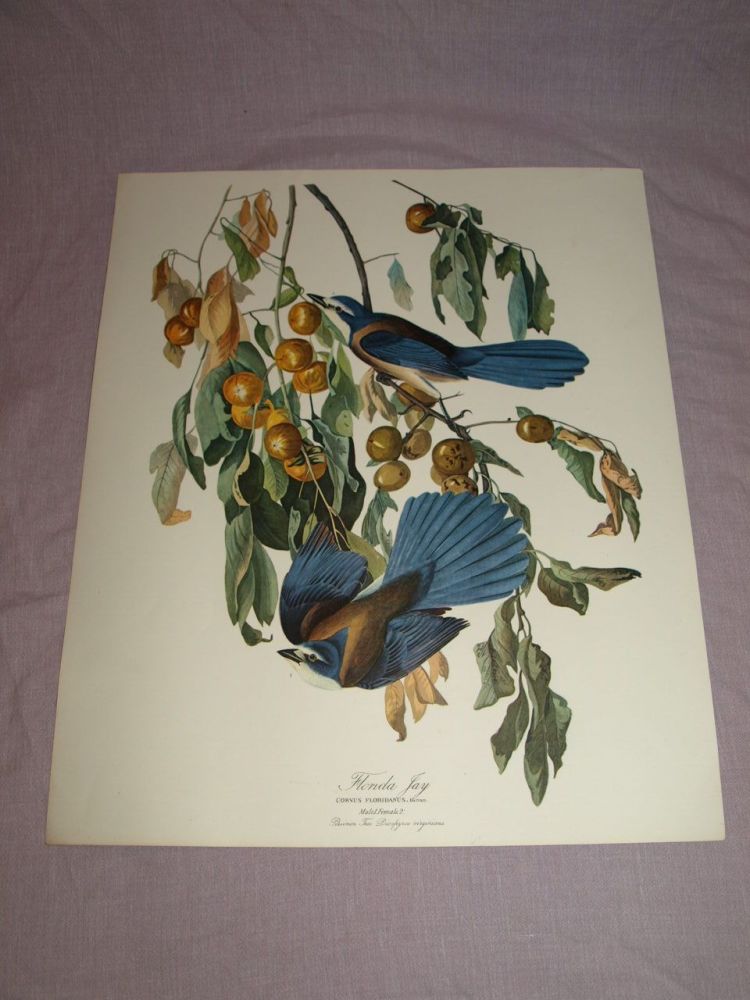 Florida Jay Bird Print, John Audubon.