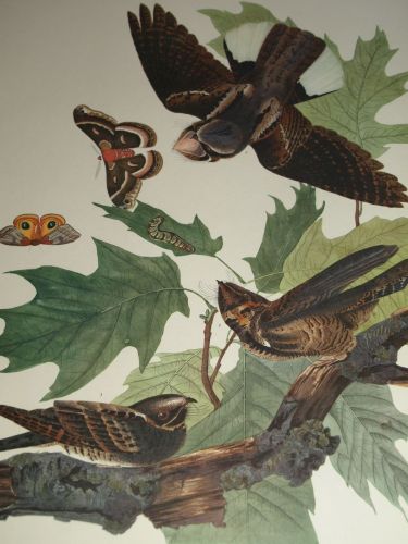 Whip-Poor-Will Bird Print, John Audubon. (3)