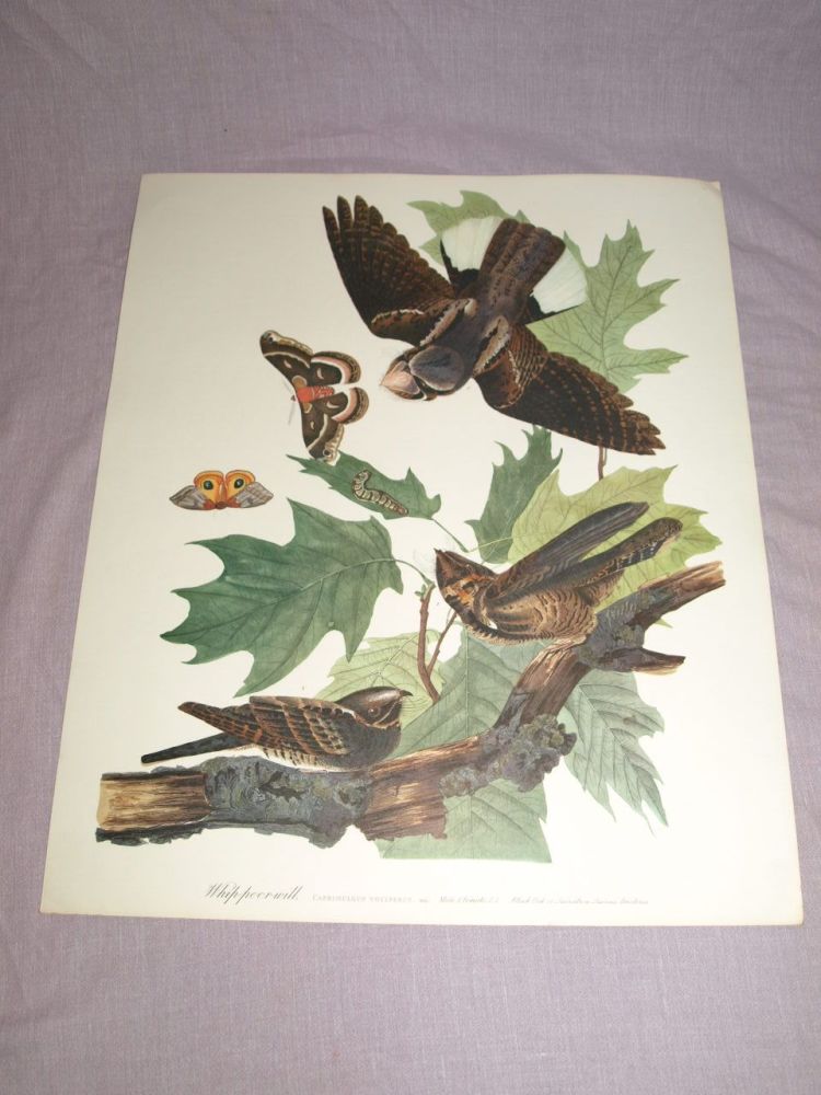 Whip-Poor-Will Bird Print, John Audubon.