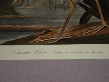 Louisiana Heron Bird Print, John Audubon. (2)