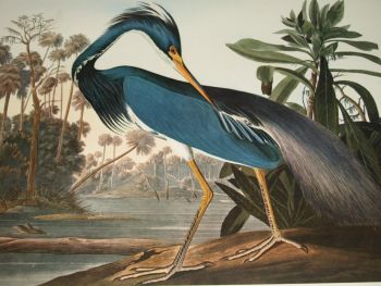Louisiana Heron Bird Print, John Audubon. (3)