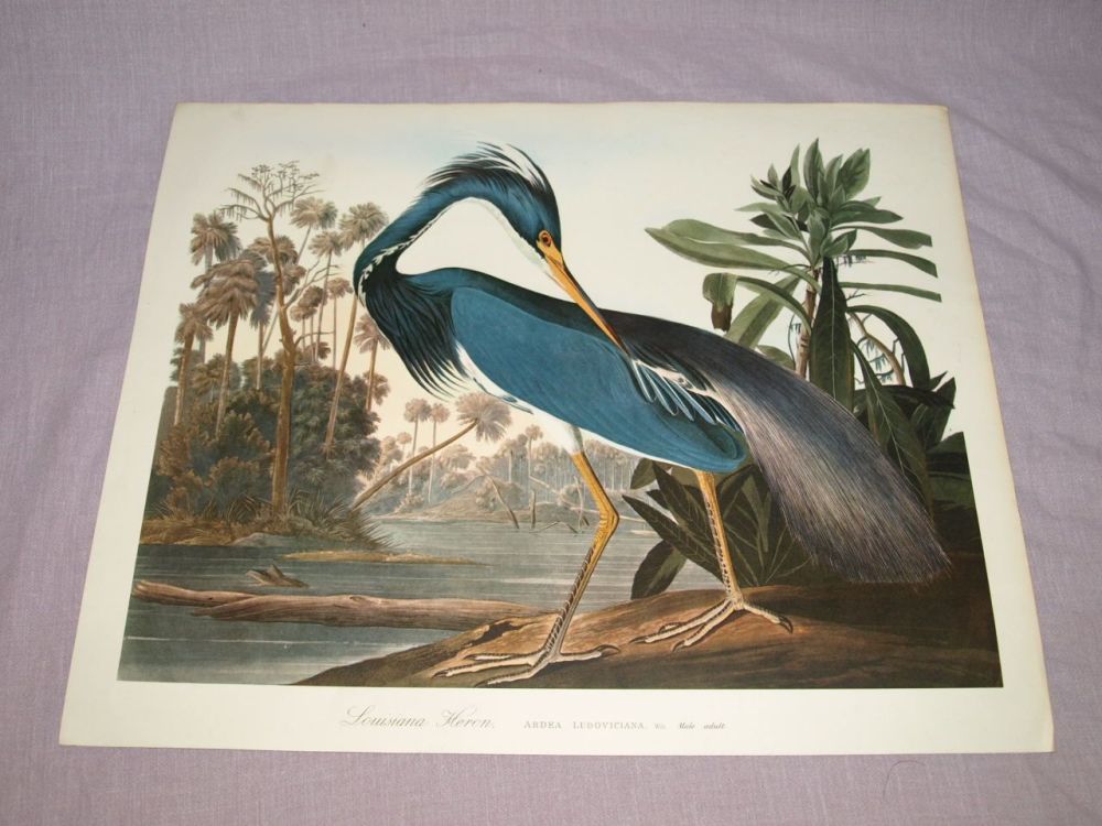 Louisiana Heron Bird Print, John Audubon.