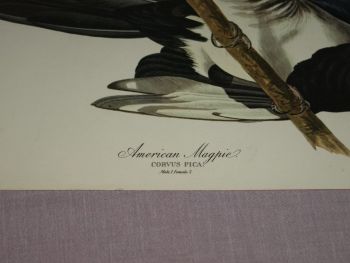 American Magpie Bird Print, John Audubon. (2)