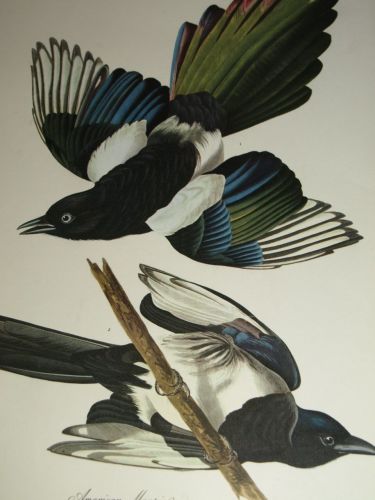 American Magpie Bird Print, John Audubon. (3)