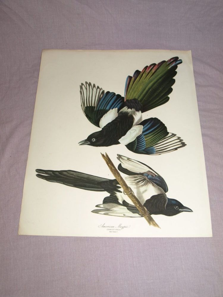 American Magpie Bird Print, John Audubon.