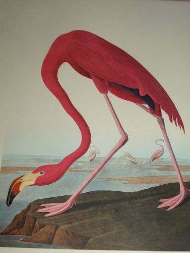 American Flamingo Bird Print, John Audubon. (3)