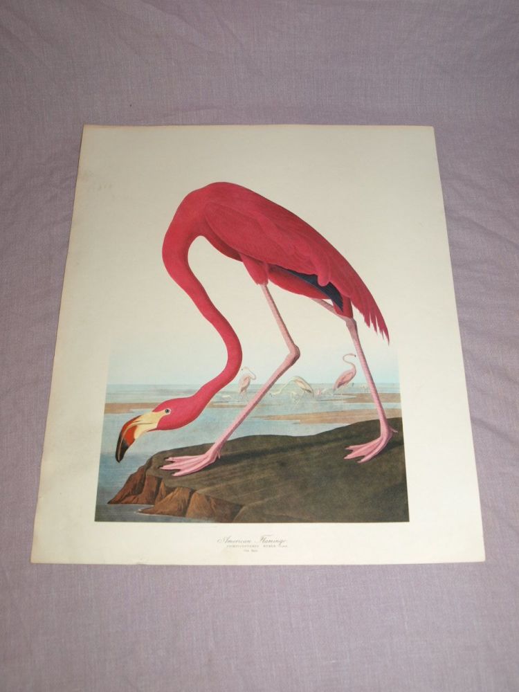 American Flamingo Bird Print, John Audubon.