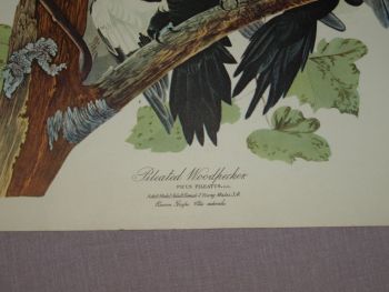 Pileated Woodpecker Bird Print, John Audubon. (2)