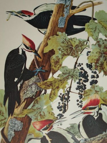 Pileated Woodpecker Bird Print, John Audubon. (3)