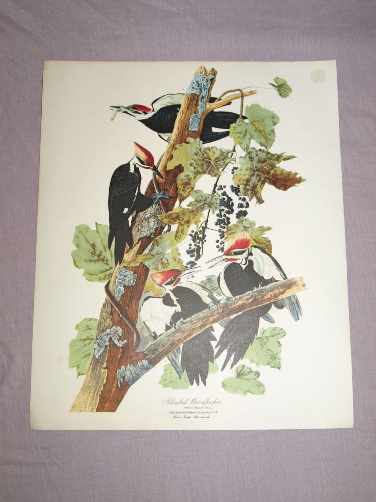 Pileated Woodpecker Bird Print, John Audubon.
