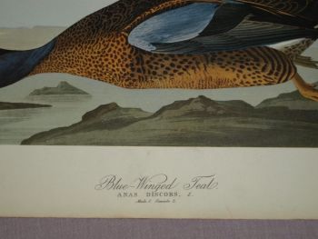 Blue Winged Teal Bird Print, John Audubon. (2)