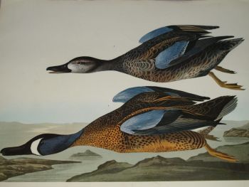 Blue Winged Teal Bird Print, John Audubon. (3)