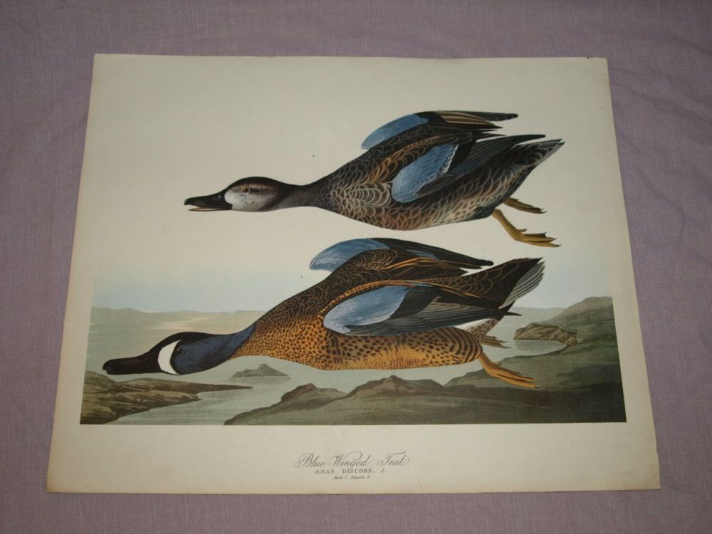 Blue Winged Teal Bird Print, John Audubon.
